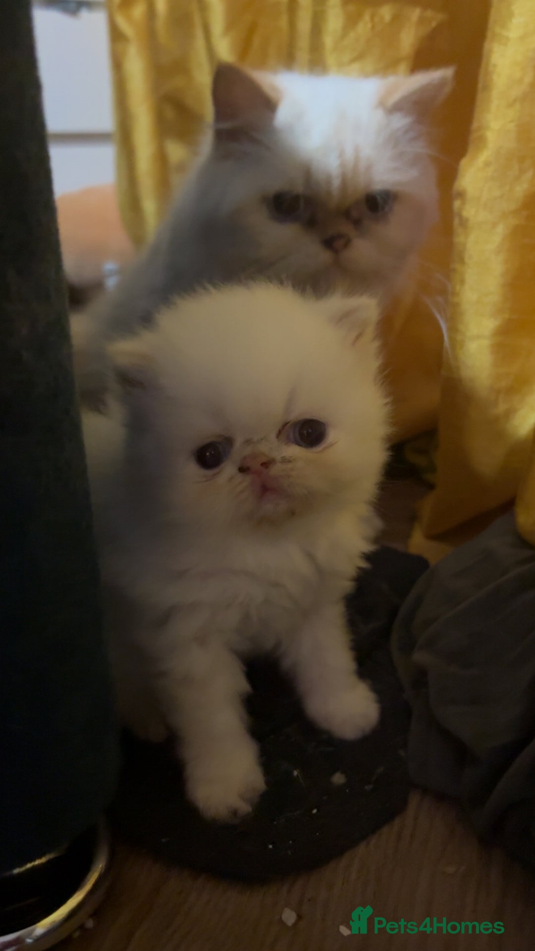 Persian cats for sale: 2 stunning flame pointed Boys - Image 4