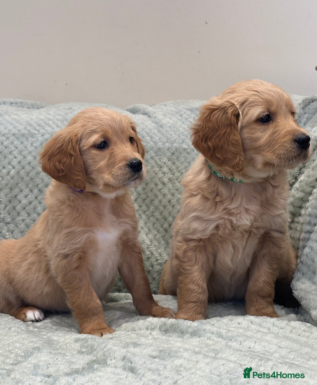 Golden Retriever dogs for sale: Quality litter of KC reg Golden Retriever Puppies  - Advert 2