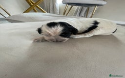 Cocker Spaniel dogs for sale: Healthy puppies - Image 7