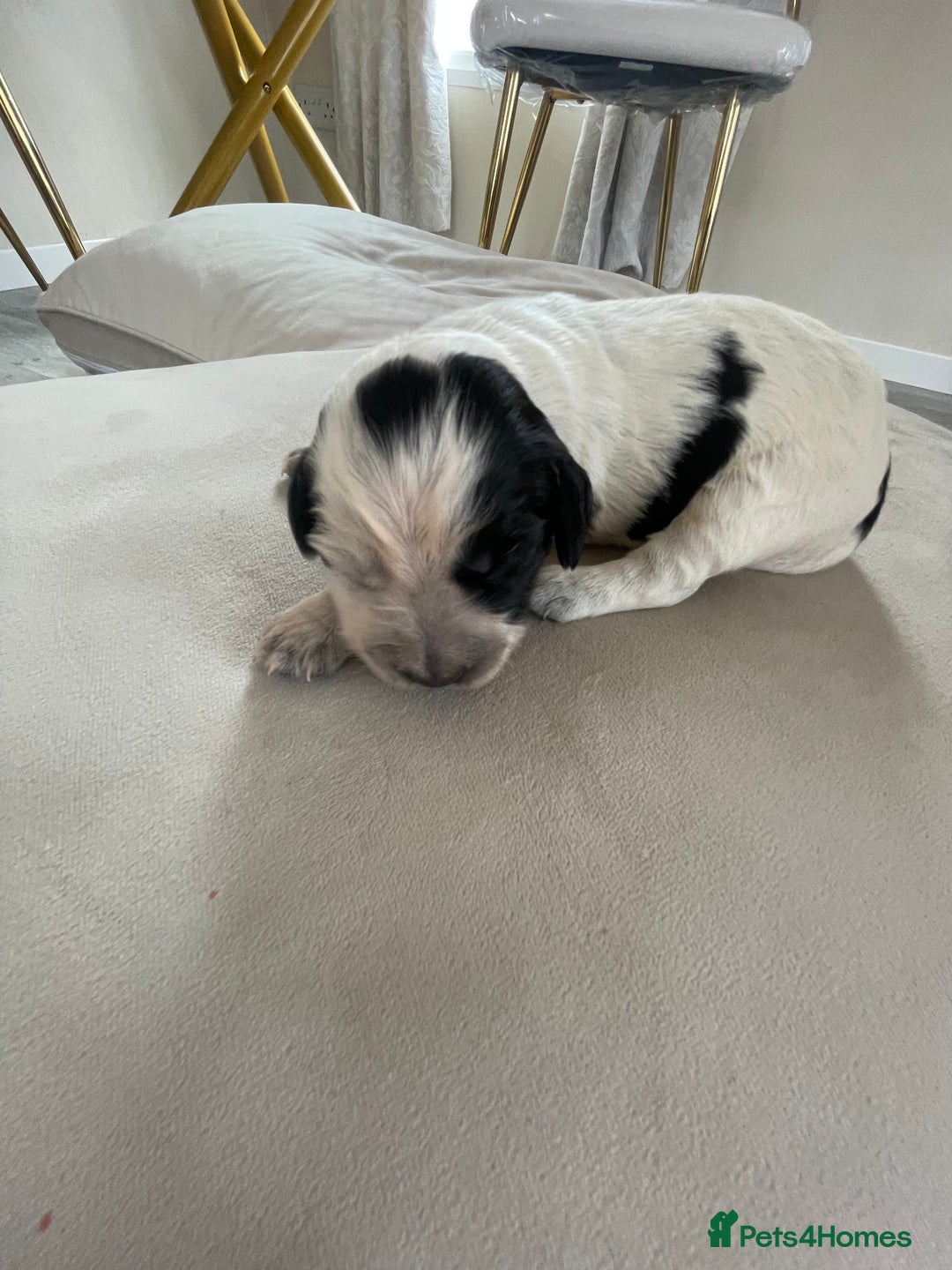 Cocker Spaniel dogs for sale: Healthy puppies - Image 7