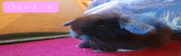 Mini Lop rabbits for sale: 🐰6 Mini Lop x Angora Baby Bunnies for Sale🐰 - Advert 6