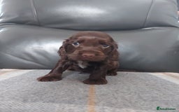 Cocker Spaniel dogs for sale: 8 beautiful kc reg show cocker puppy for sale - Image 20