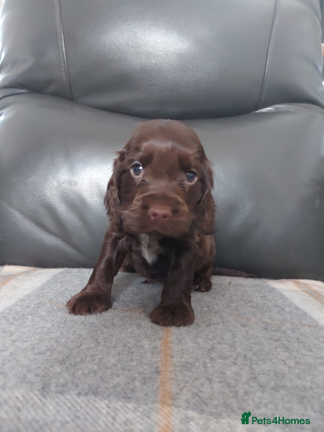Cocker Spaniel dogs for sale: 8 beautiful kc reg show cocker puppy for sale - Image 20