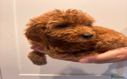 Irish Doodle dogs for sale: REDUCED F1 Miniature Irish Doodle - Image 12