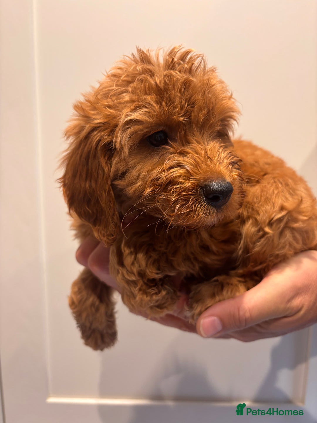 Irish Doodle dogs for sale: REDUCED F1 Miniature Irish Doodle - Image 12
