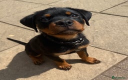 Rottweiler dogs for sale: Gorgeous Boy KC Rottweiler puppy - Image 1