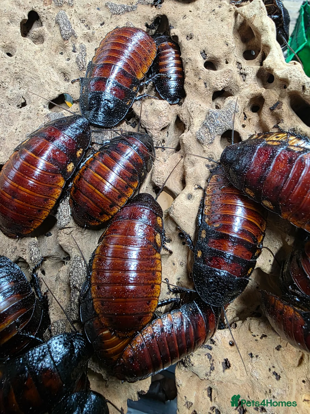 Cockroaches invertebrates for sale: 10 X Madagascar Hissing Cockroachs - Advert 1