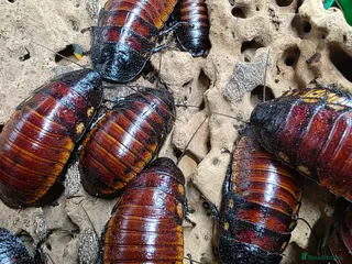 Cockroaches invertebrates 10 X Madagascar Hissing Cockroachs - Advert 1