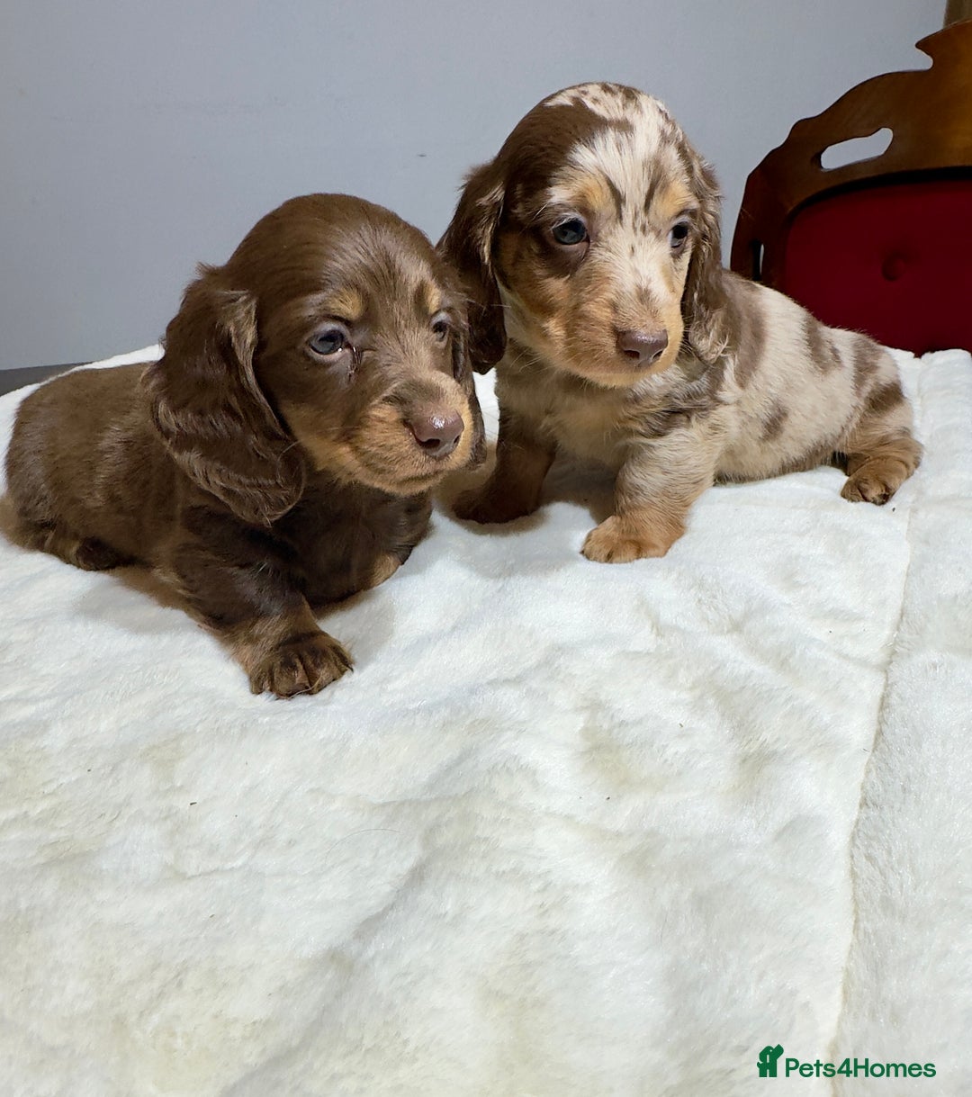 Miniature Dachshund dogs for sale: Dachshund miniature long hair - Advert 23
