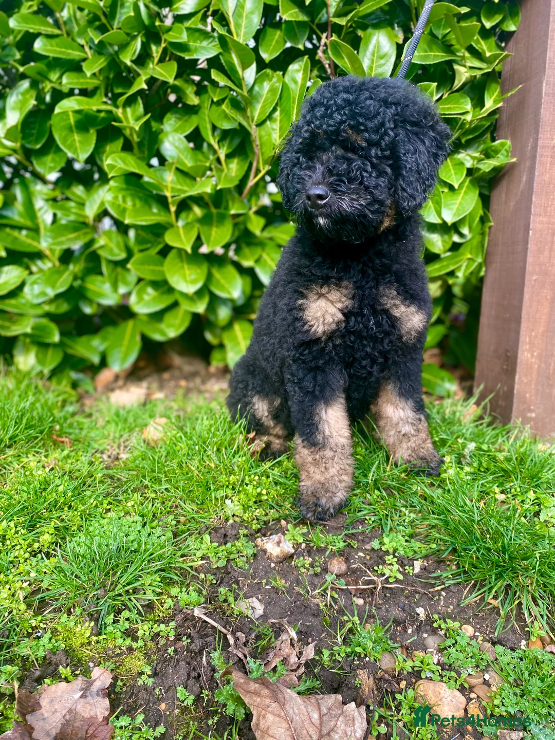 Bernedoodle dogs for sale: 16week Bernedoodle  - Advert 2
