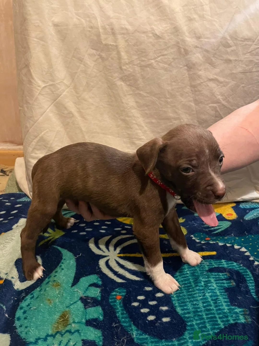 Mixed Breed dogs for sale: Beautiful Staffy cross puppies  in Dewsbury - Advert 23