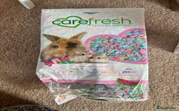 Hamster rodents for sale: Friendly dwarf hamster - 12 weeks old  - Image 6