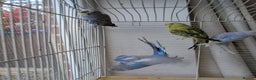 Budgerigars birds for sale: Baby budgies and starter cage ( Finchs also ) - Advert 2