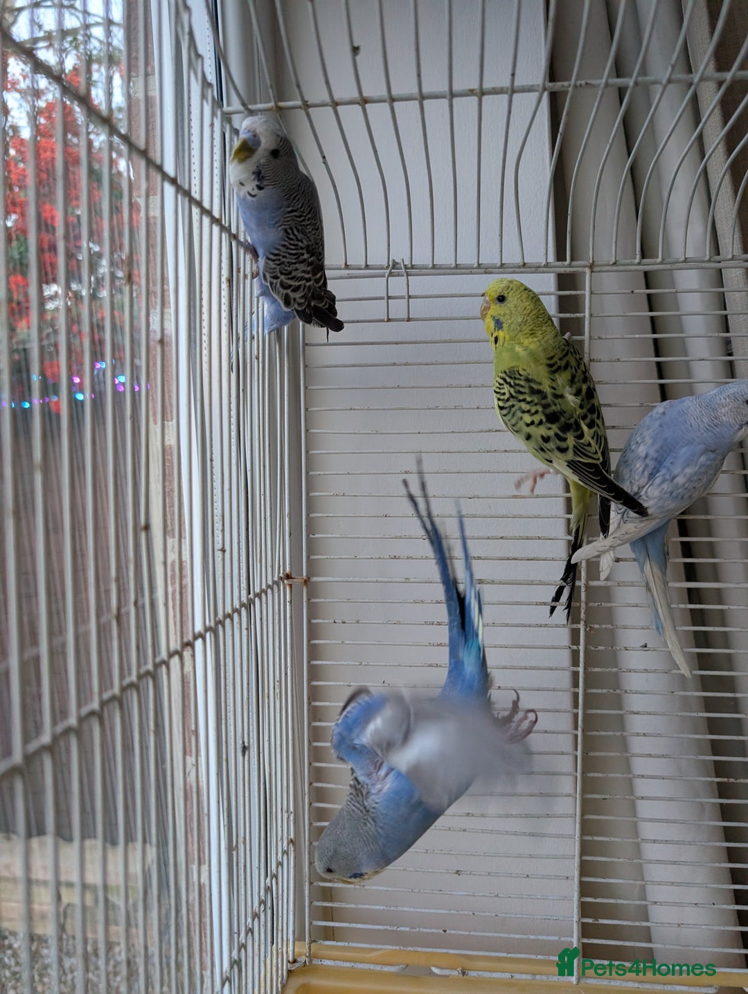 Budgerigars birds for sale: Baby budgies and starter cage ( Finchs also ) - Advert 2