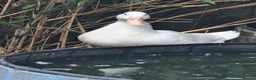 Ducks poultry for sale: Runner/Pekin Ducks/chickens - Advert 3