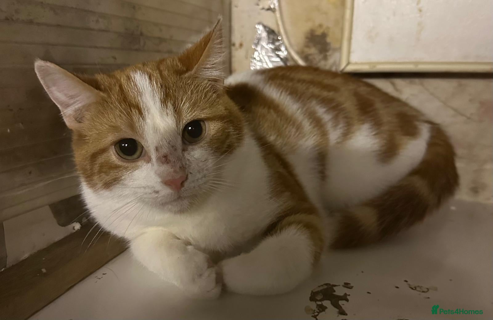 Mixed Breed cats Rescue kittens Rosie& Oscar need a safe quiet home - Advert 1