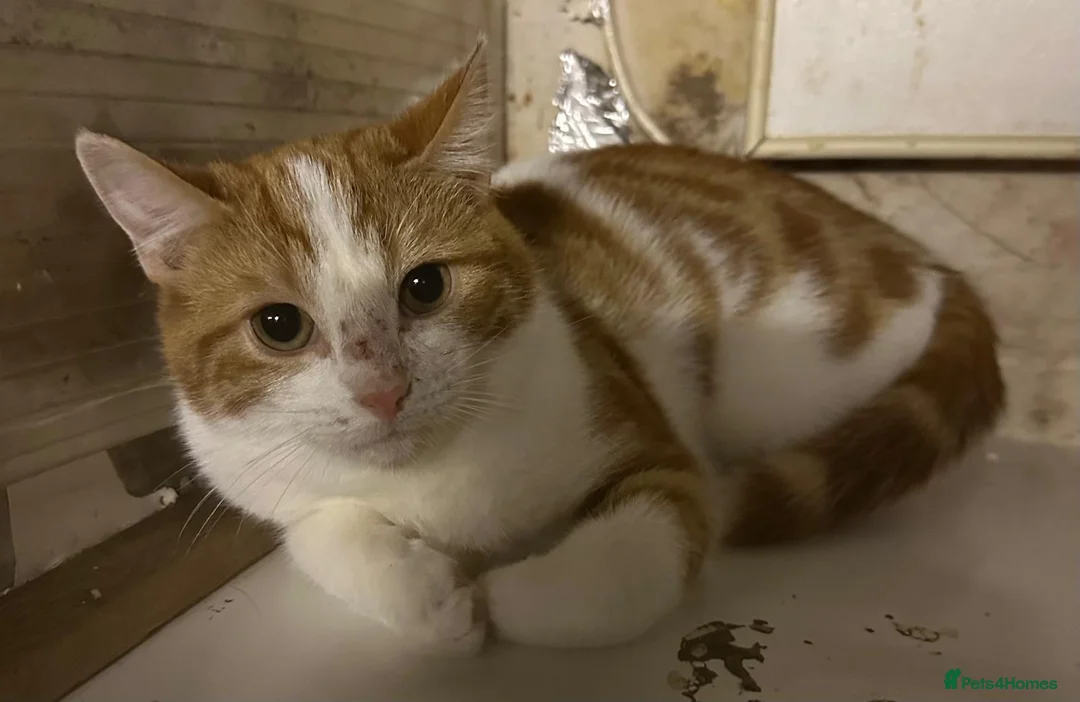 Mixed Breed cats for adoption: Rescue kittens Rosie& Oscar need a safe quiet home - Advert 1