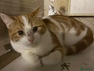 Mixed Breed cats Rescue kittens Rosie& Oscar need a safe quiet home - Advert 1