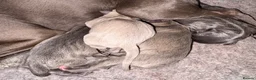 Italian Greyhound dogs for sale: KC Reg Italian Greyhounds - Advert 7