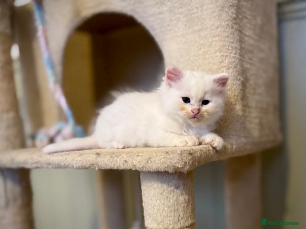 Siberian cats - Advert 4