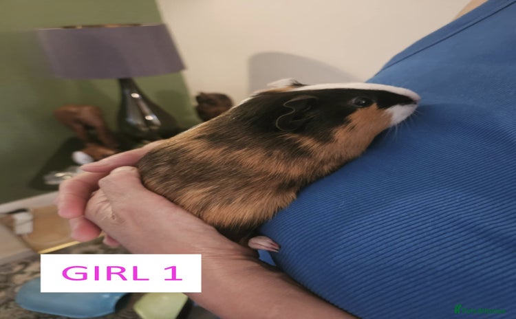 Guinea Pig rodents - Advert 13