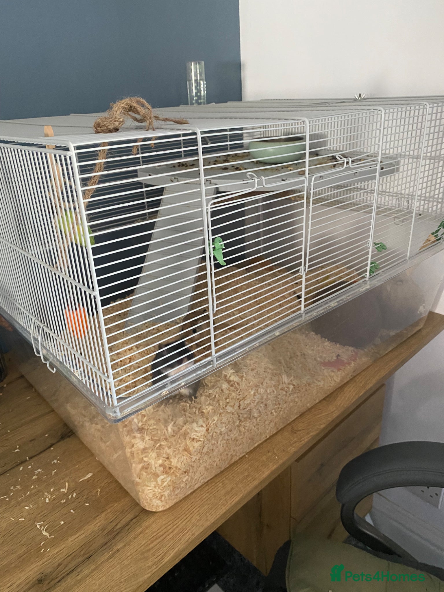 Gerbil rodents *Free* Gerbils x2 and cage - Advert 5