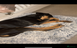 Mixed Breed dogs for sale: Bella 🐾  - Image 6