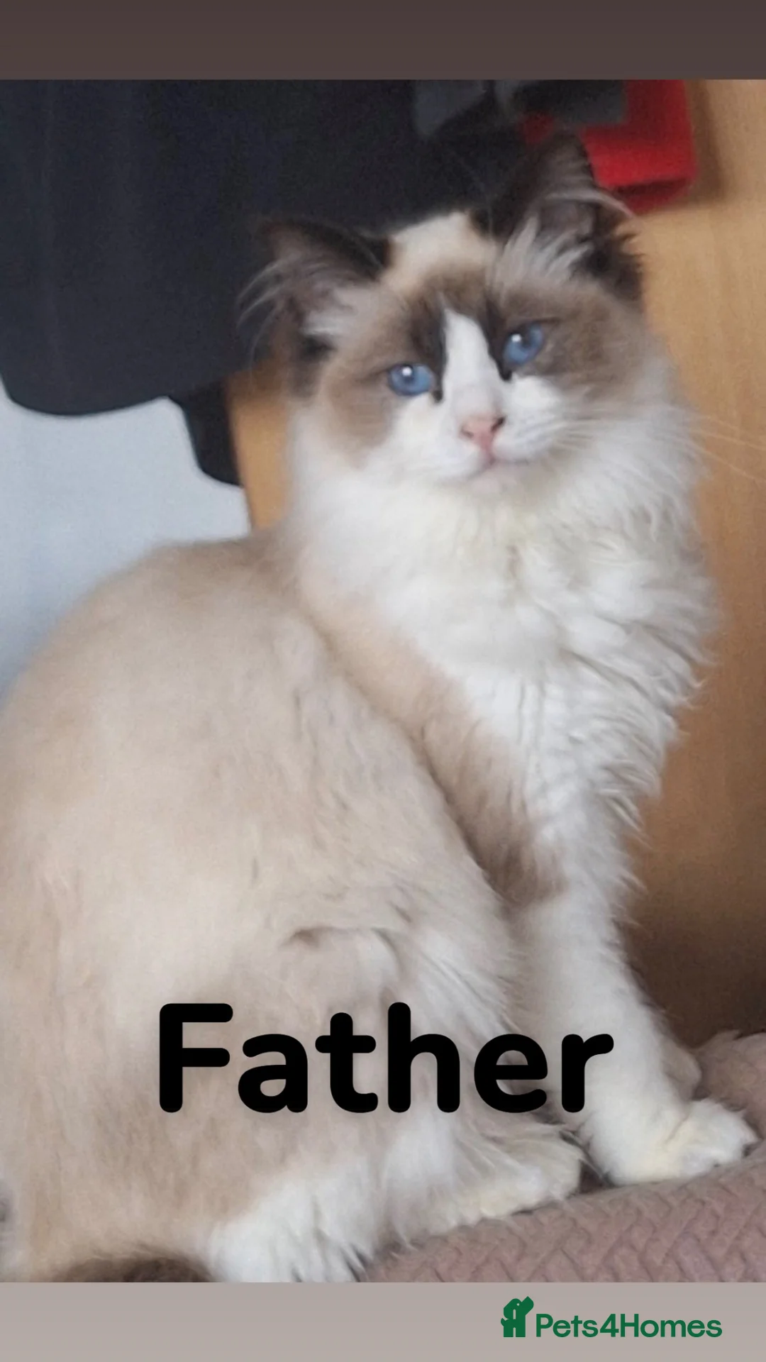 Ragdoll cats for sale: Stunning 3/4 Ragdoll Male Kitten in Motherwell - Advert 7
