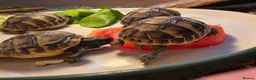 Hermann Tortoise reptiles for sale: Uk Bred Hermann Tortoises ready now! - Advert 4