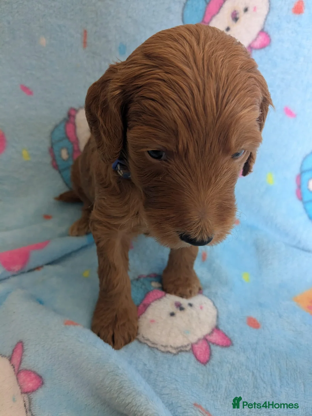 Goldendoodle dogs for sale: F1B Golden doodle Puppies  - Advert 2