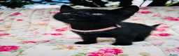 Mixed Breed cats for sale: *READY NOW* 5 Beautiful, Confident Kittens - Advert 22