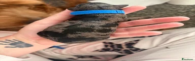Cockapoo 3