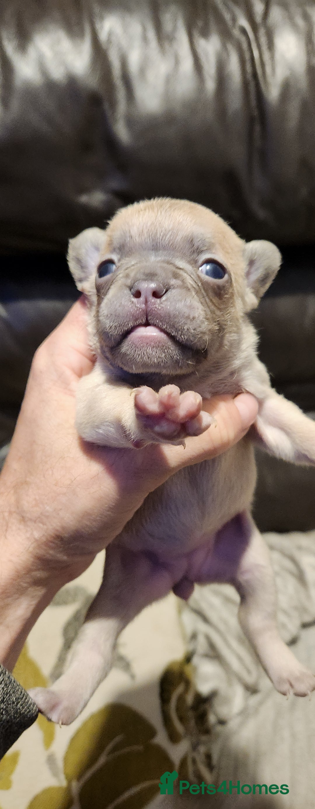 French Bulldog dogs for sale: French bulldog  - Advert 8