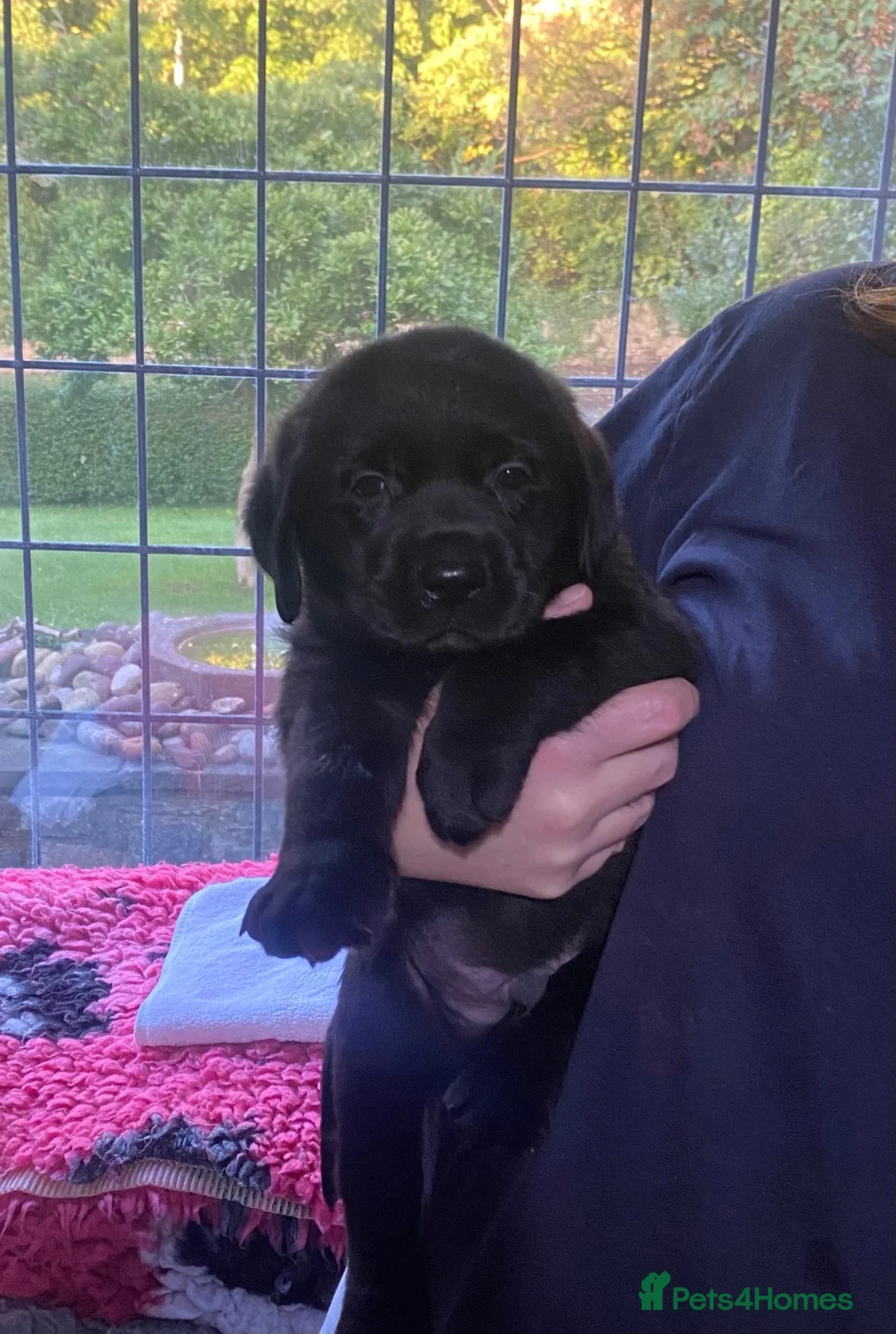 Labrador Retriever dogs for sale: KC reg Black and Chocolate Labrador Puppies - Advert 2