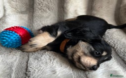 Miniature Dachshund dogs for sale: LONGHAIRED MINIATURE CREAM PUPPIES🐾🩵 - Image 15