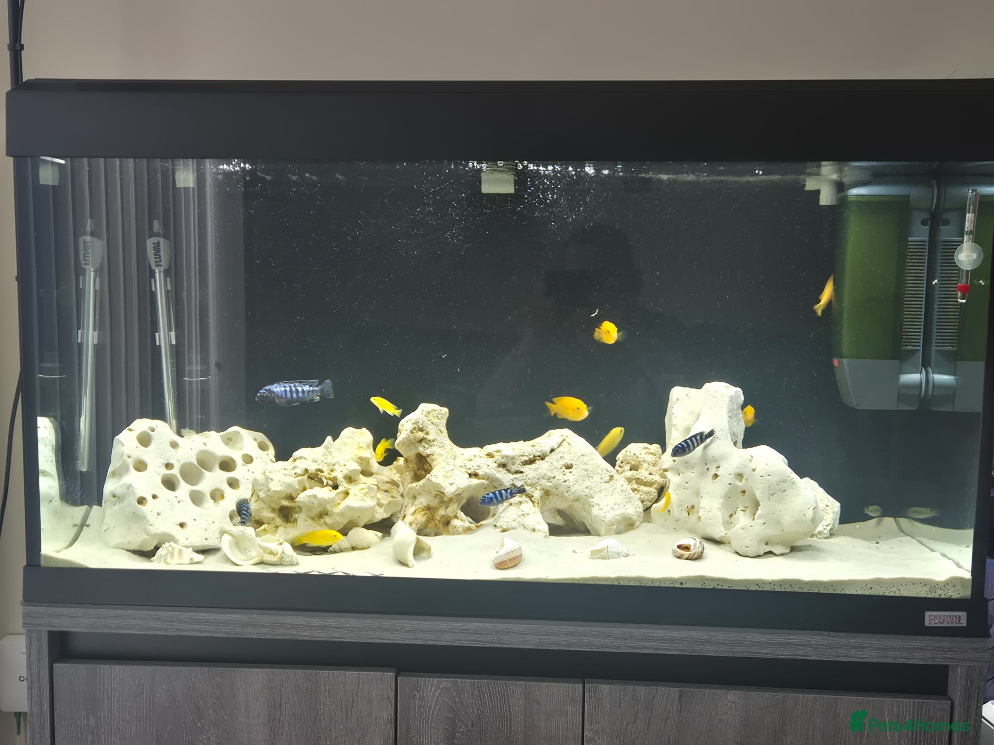 Cichlids fish Pseudotropheus Saulosi - Advert 1