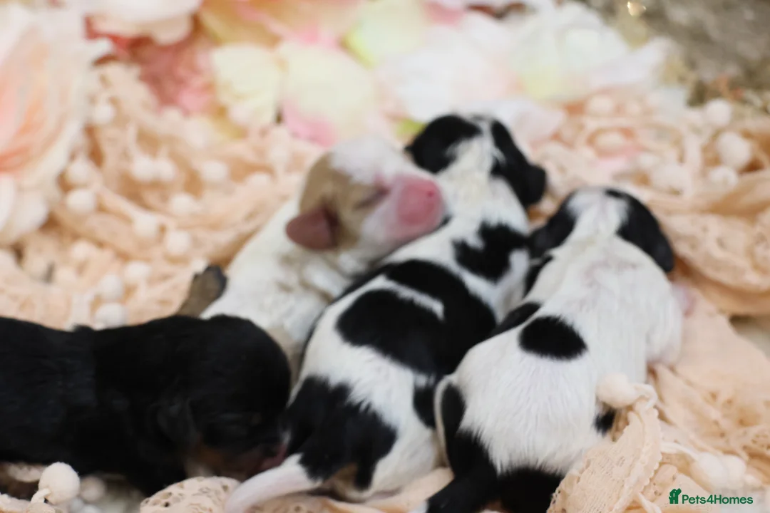 Cavalier King Charles Spaniel dogs for sale: HEALTH TESTED KC Cavalier King Charles Spaniels - Advert 2