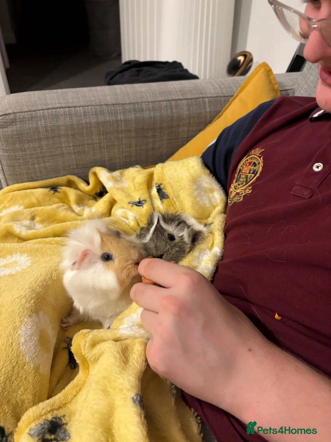 Guinea Pig rodents for sale: 2 male guinea pigs  in Chesterfield - Advert 1