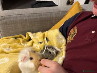 Guinea Pig rodents 2 male guinea pigs - Advert 4