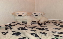 Golden Retriever dogs for sale: Kc, health tested, show type, golden retrievers. - Advert 8