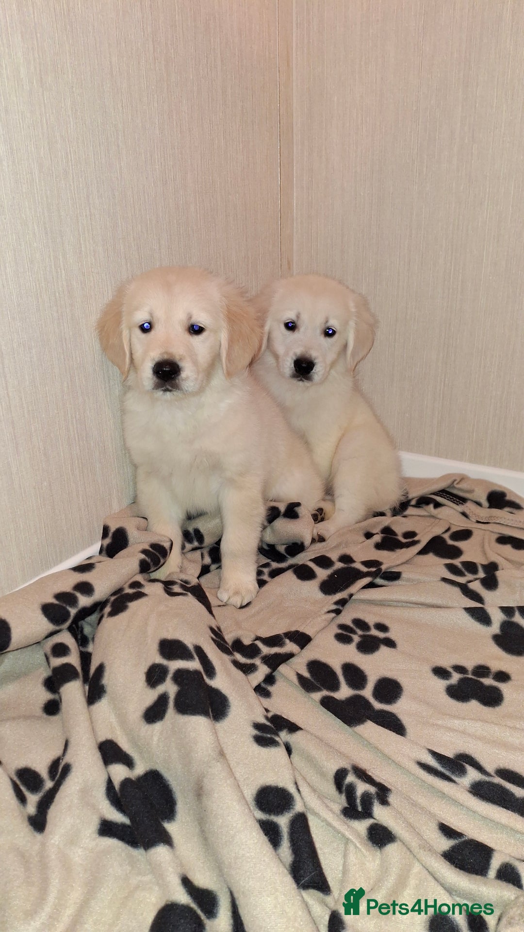 Golden Retriever dogs for sale: Kc, health tested, show type, golden retrievers. - Advert 8