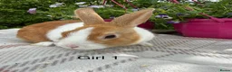 Dutch rabbits for sale: Baby Dutch Rabbits - Advert 3