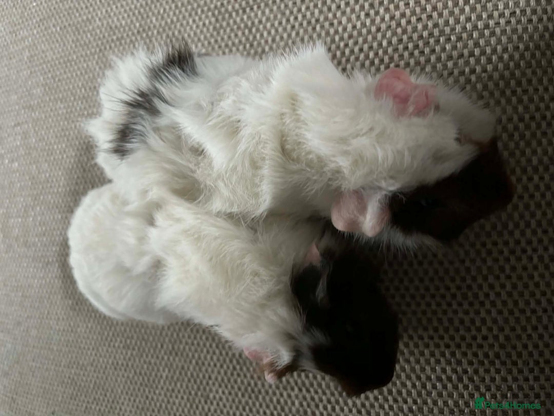 Guinea Pig rodents for sale: Adult and baby guinea pigs - Advert 17