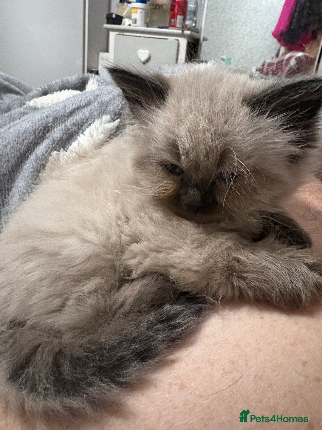 Ragdoll cats for sale: Beautiful, fluffy seal point ragdoll babies - Advert 3