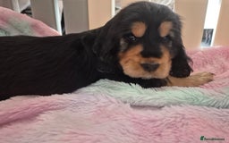 Cocker Spaniel dogs for sale: 1 Black and Tan boy KC Show Cocker Spaniel - Image 3