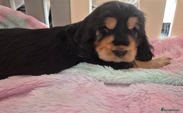 Cocker Spaniel dogs - Advert 1