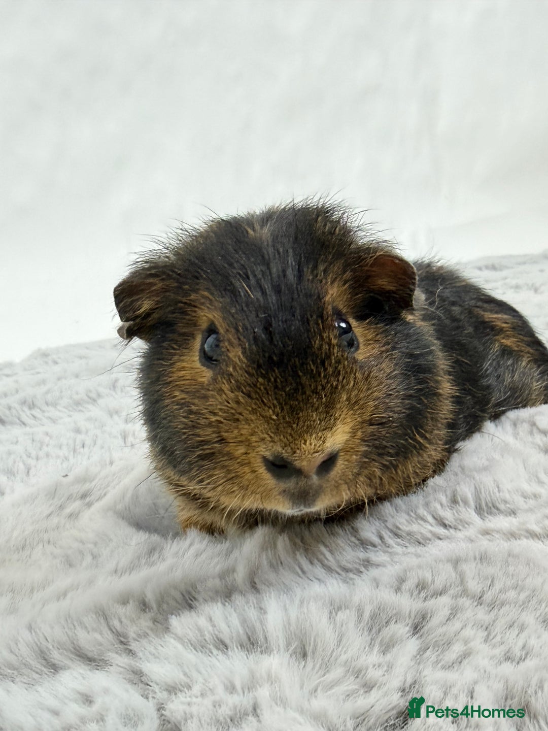 Guinea Pig rodents for sale: Alvin the guinea pig - Advert 5