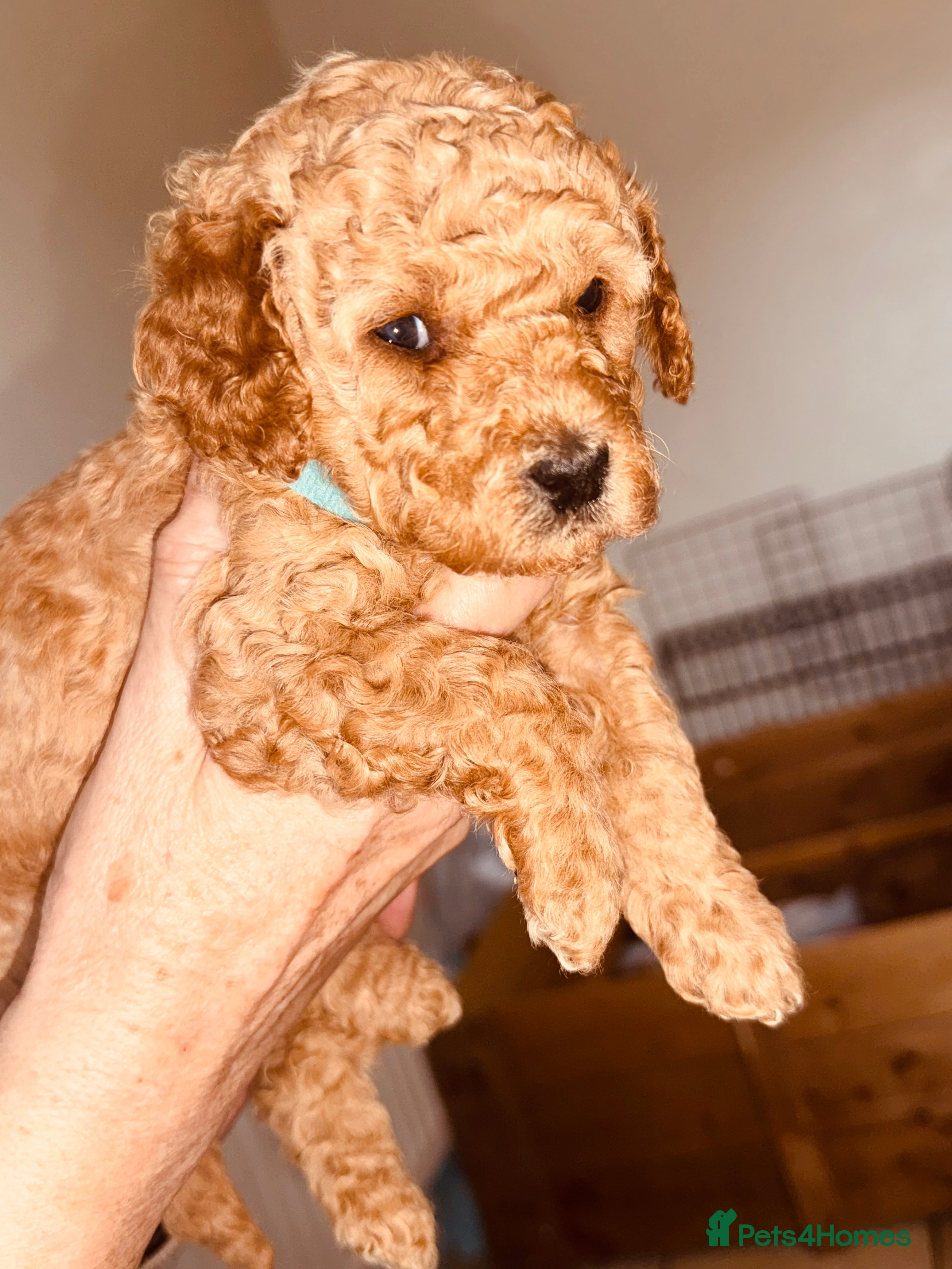 Labradoodle dogs F2bb labradoodle  - Advert 1