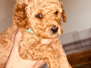 Labradoodle dogs F2bb labradoodle - Advert 1