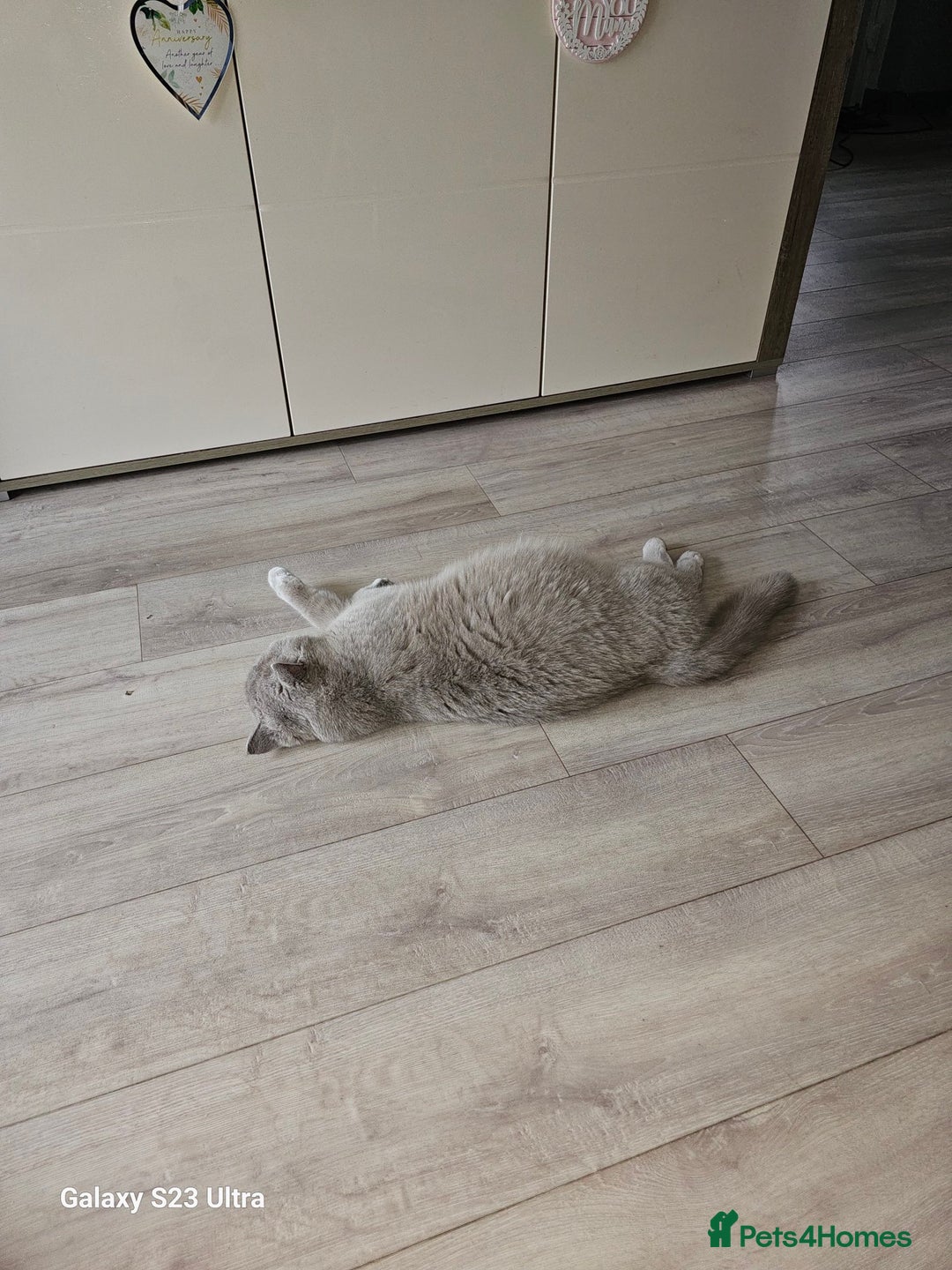 British Shorthair cats for sale: Beautiful  British  shorthair  kittens - Advert 3